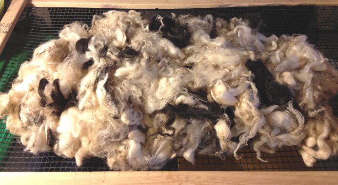 Lamb 20 fleece