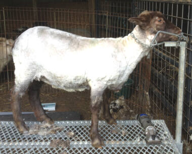 Moorit grey Icelandic lamb after shearing