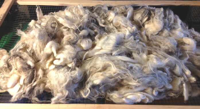 Lamb 31 fleece