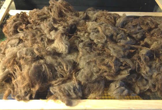 Lamb 42 fleece