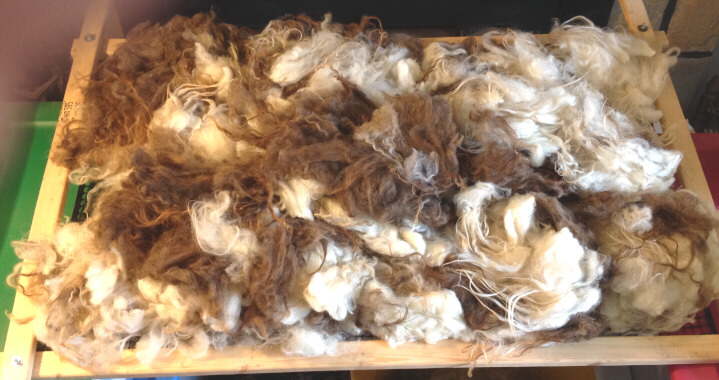 Lamb 43 fleece