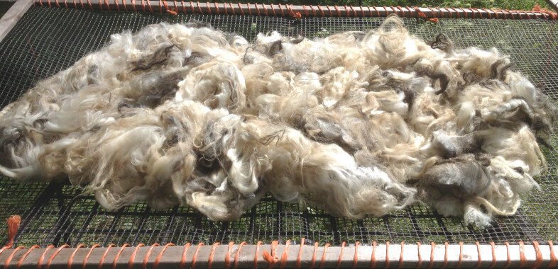 Lamb 52 fleece