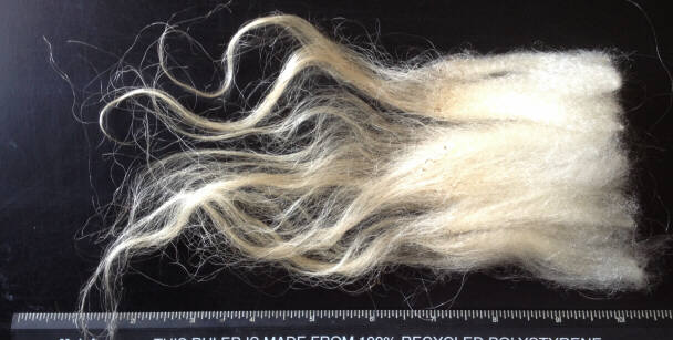 Wool locks from an adult Icelandic sheep