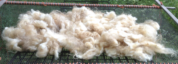 Druna's fall 2019 fleece
