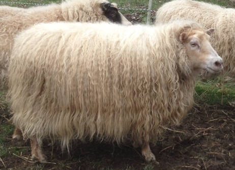One of our ewes, Gracie, in full winter coat