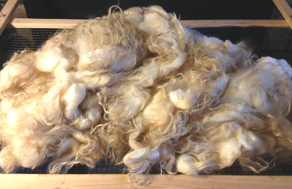 Lukka's fall 2018 fleece