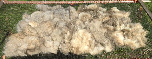 Rose's fall 2019 fleece