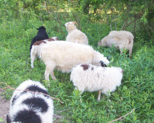Some of the flock browsing in the pasture